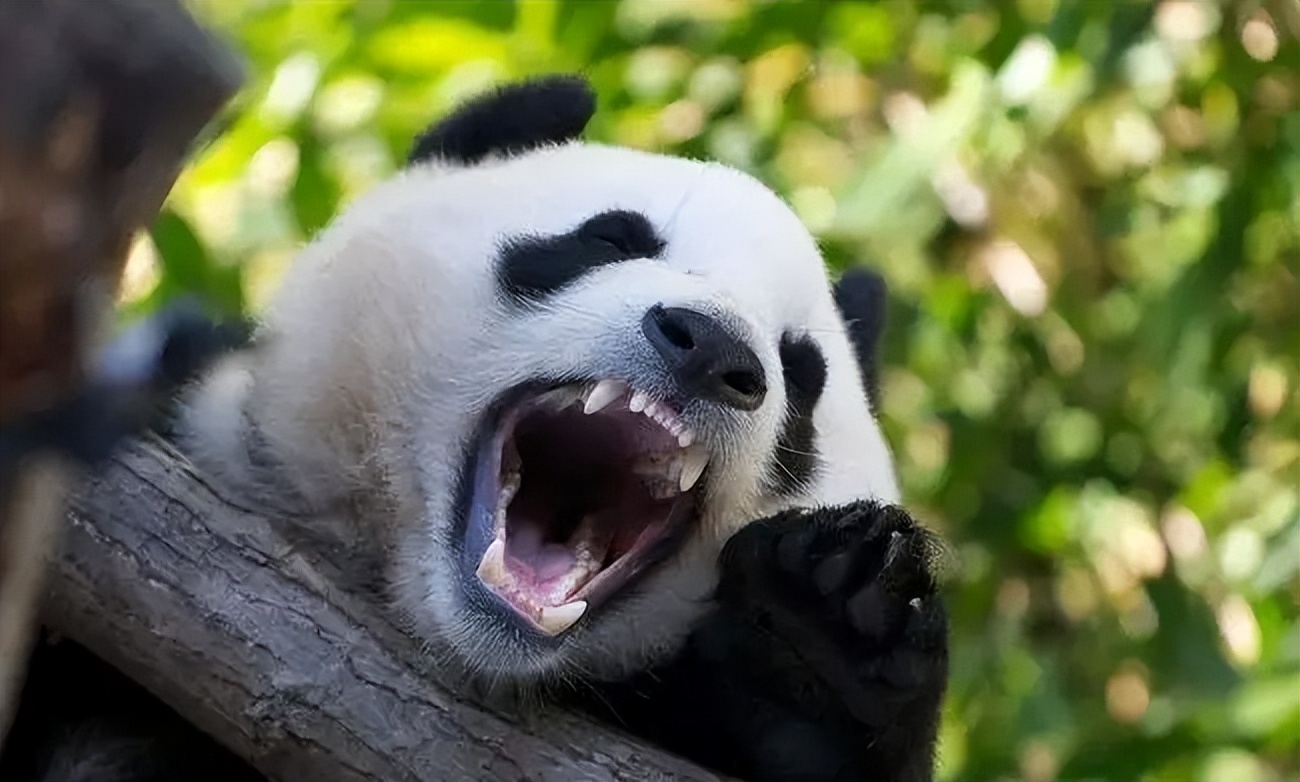 世界杯大黑熊_大黑熊卡通图片_大黑熊搏击