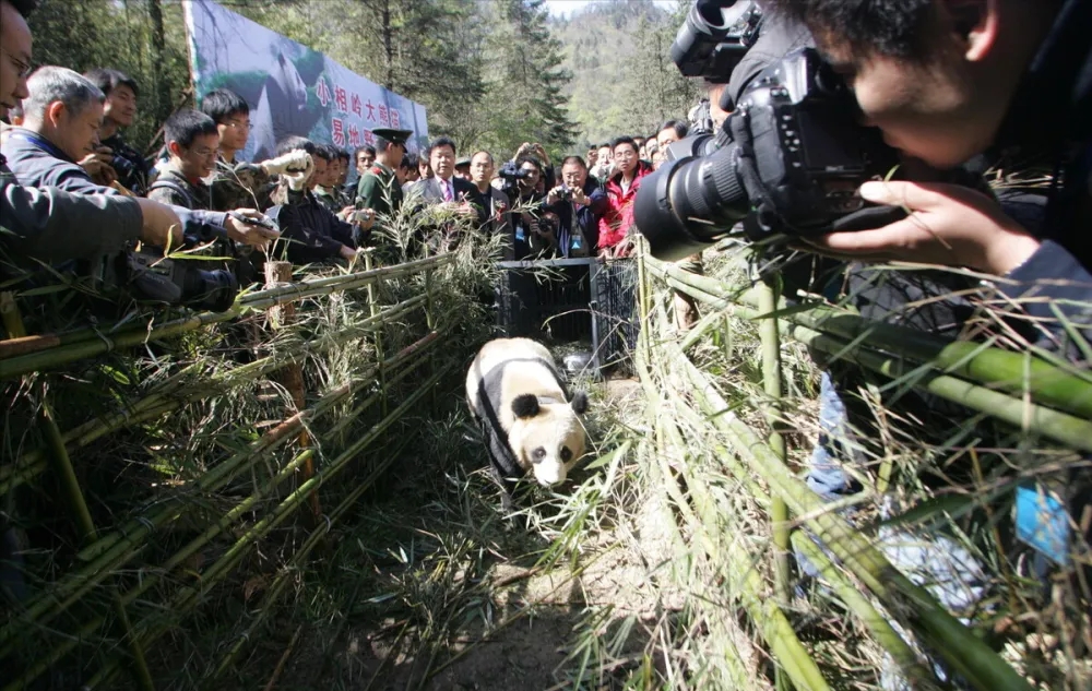 世界杯大黑熊_大黑熊搏击_大黑熊卡通图片