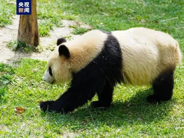 足球裁判界的顶级名哨_世界杯哨子是什么牌子_世界杯 名哨