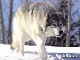 世界杯大球庄_世界杯大球庄_世界杯大球庄