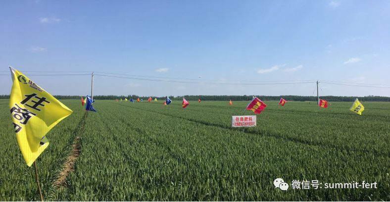国际小麦_小麦世界杯_什么是小麦杯